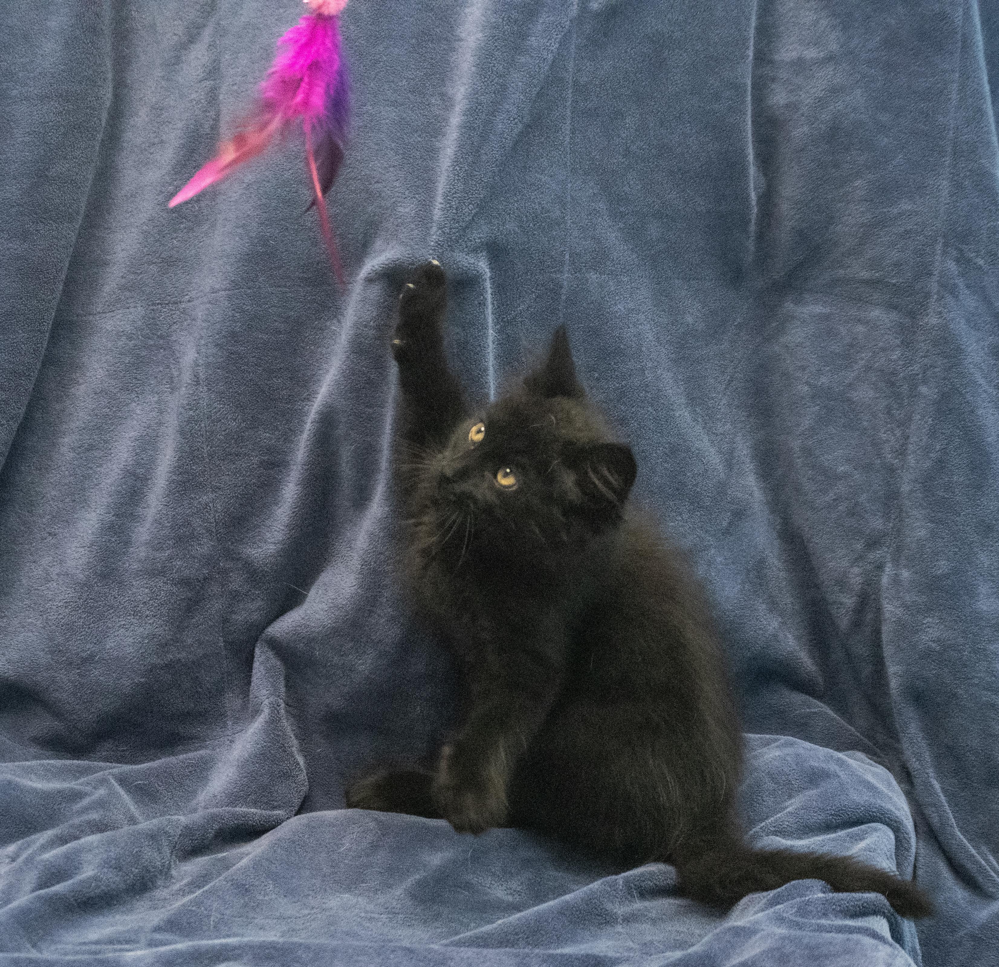 Enlarge Sprite, a Adopted mixed breed in Winchester, KY image 2/2
