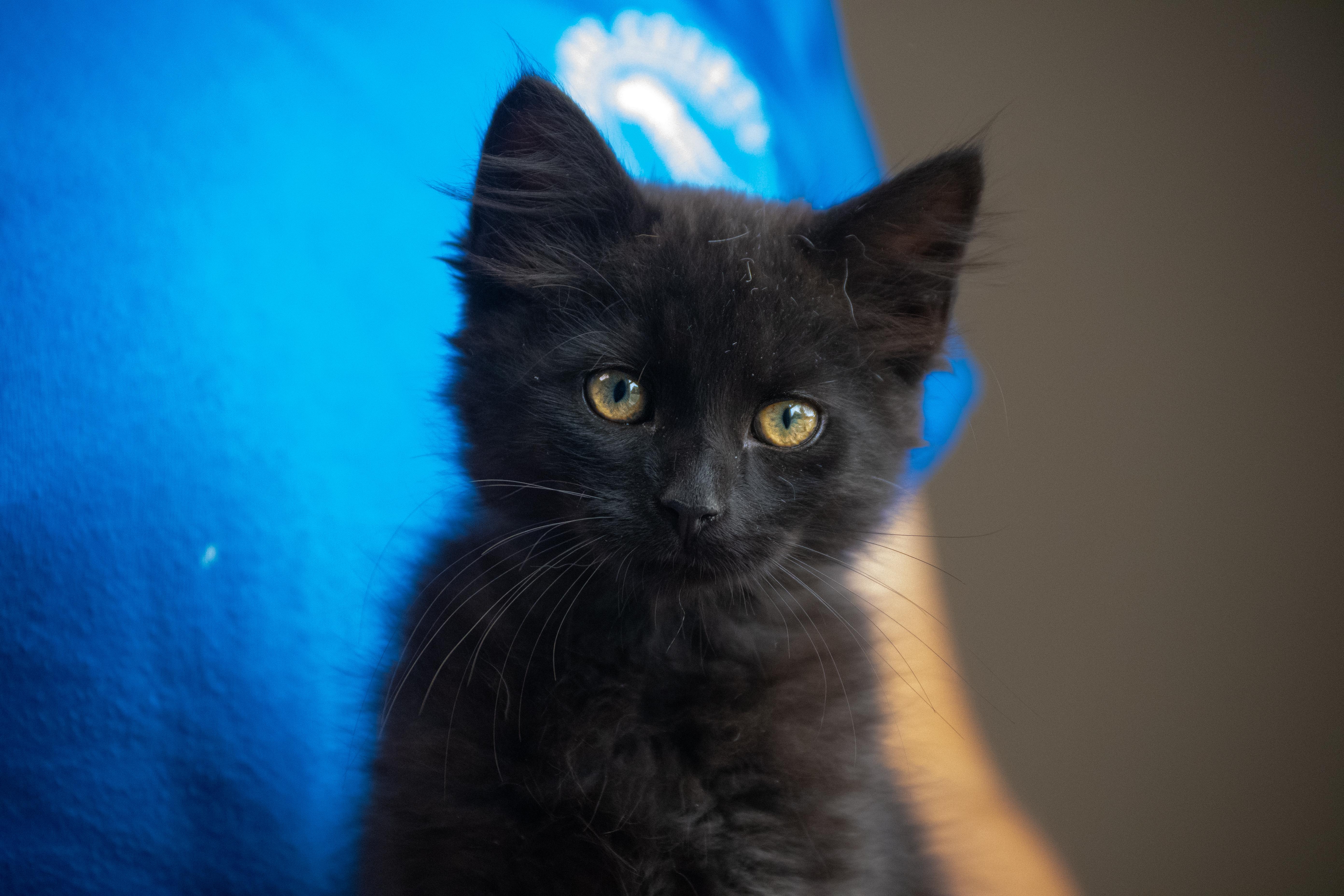 Sprite, Adopted, Kitten Male Domestic Medium Hair.
