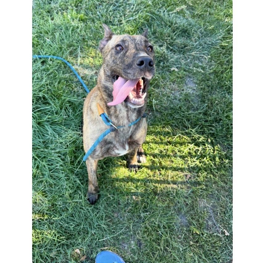 Enlarge Nutmeg - ECAS, a Adoptable mixed breed in Pleasanton, CA image 1/5