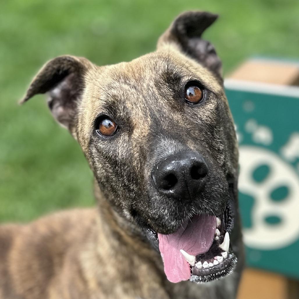 Enlarge Nutmeg - ECAS, a Adoptable mixed breed in Pleasanton, CA image 2/5