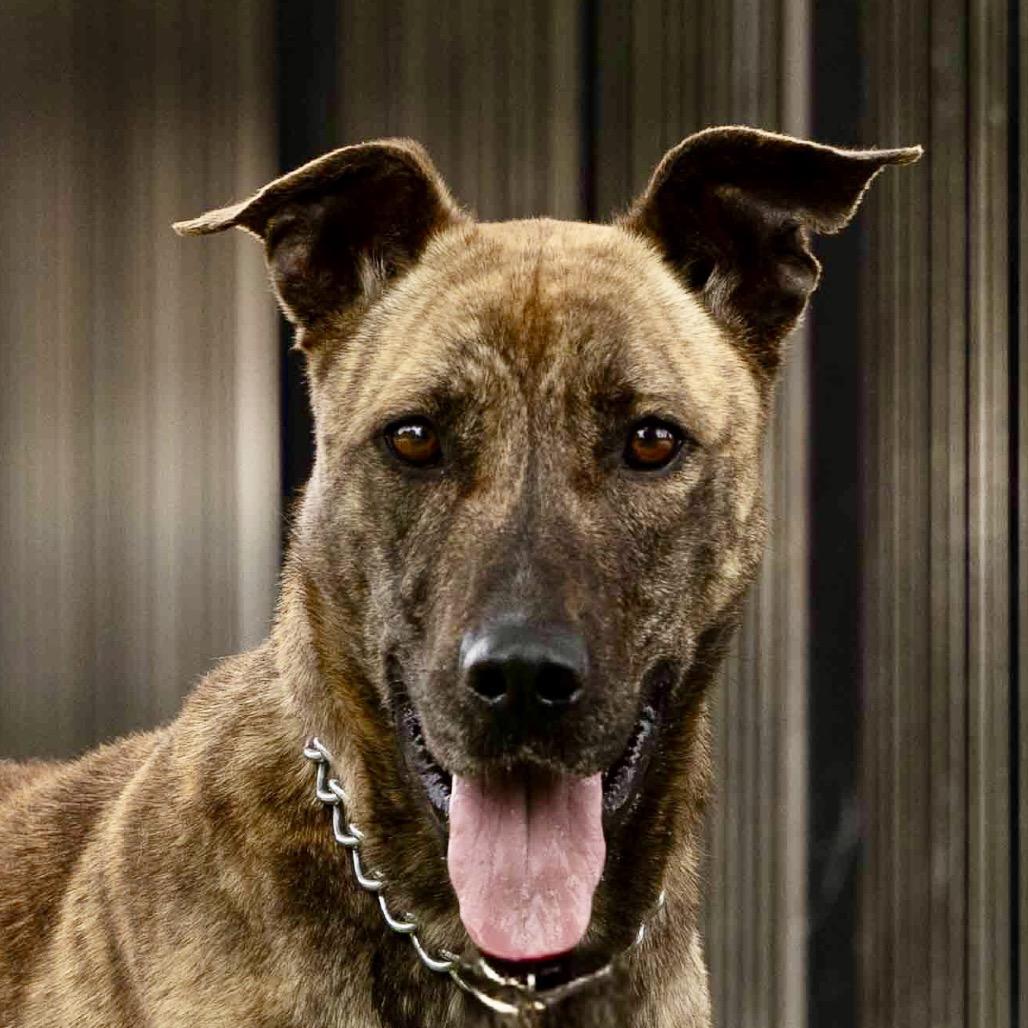 Nutmeg - ECAS, a Adoptable mixed breed in Pleasanton, CA image 1/6