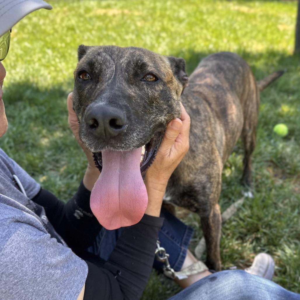Enlarge Nutmeg - ECAS, a Adoptable mixed breed in Pleasanton, CA image 1/6