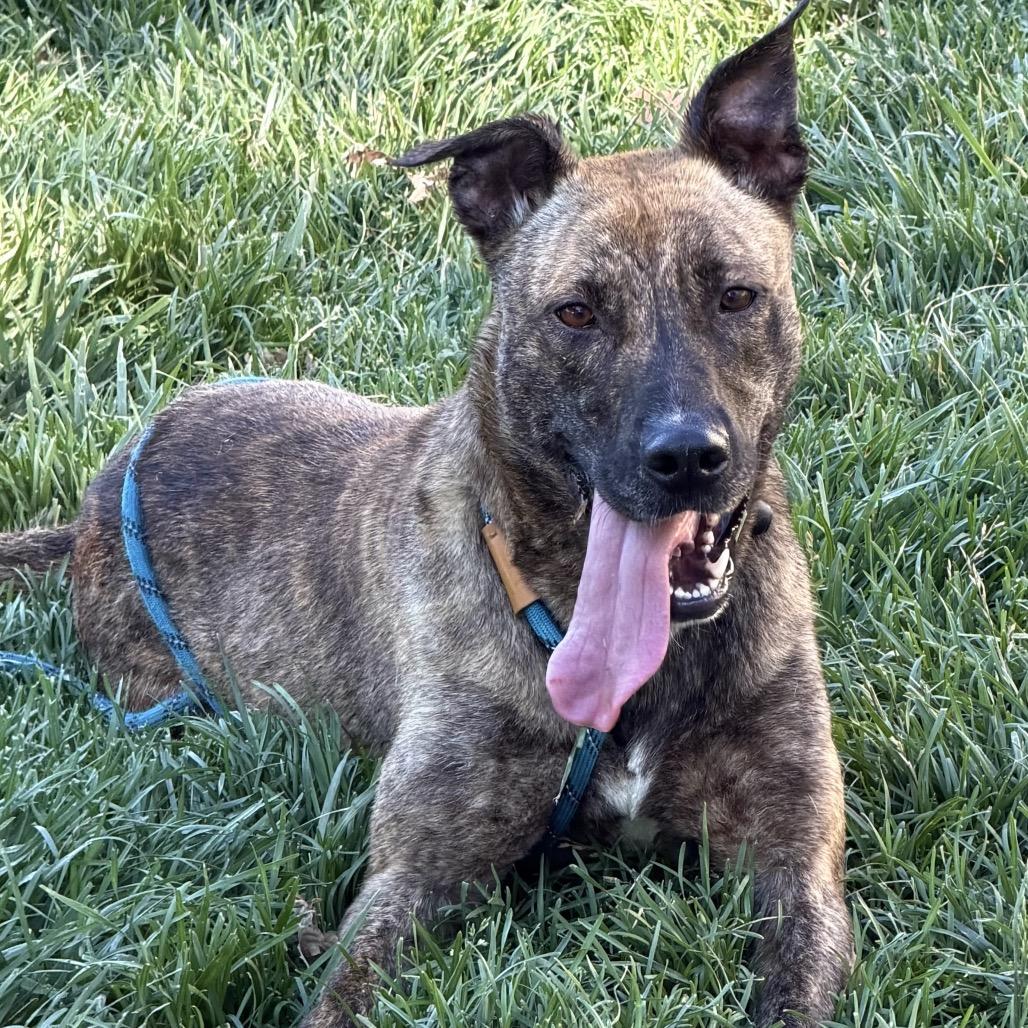 Nutmeg - ECAS, a Adoptable mixed breed in Pleasanton, CA image 2/6