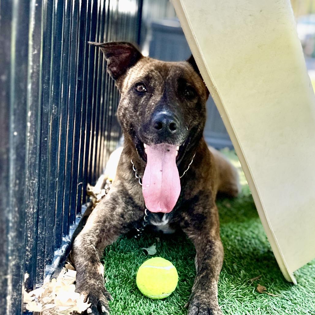 Enlarge Nutmeg - ECAS, a Adoptable mixed breed in Pleasanton, CA image 3/5