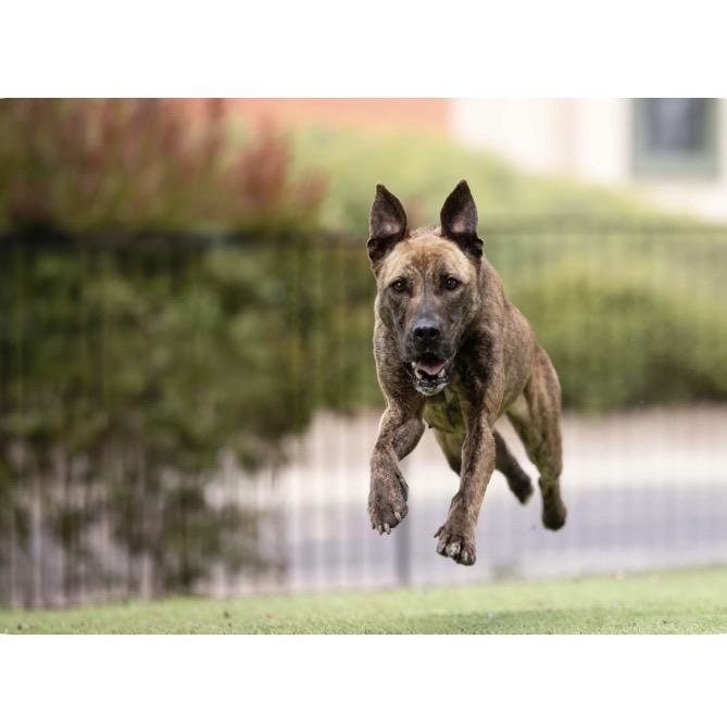 Nutmeg - ECAS, Adoptable, Young Female Shepherd & Mixed Breed.