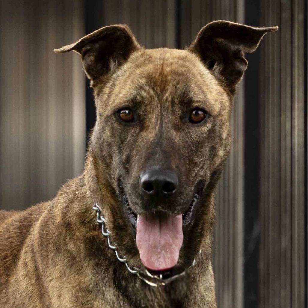 Enlarge Nutmeg - ECAS, a Adoptable mixed breed in Pleasanton, CA image 2/6