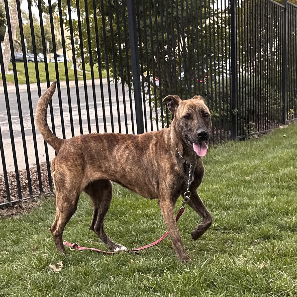 Nutmeg - ECAS, a Adoptable mixed breed in Pleasanton, CA image 3/6