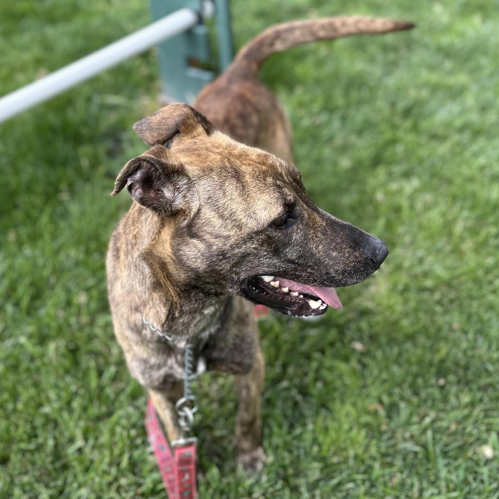 Enlarge Nutmeg - ECAS, a Adoptable mixed breed in Pleasanton, CA image 3/6