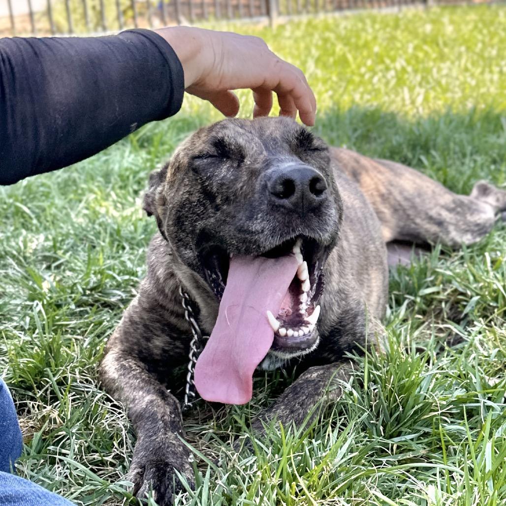Nutmeg - ECAS, a Adoptable mixed breed in Pleasanton, CA image 4/6