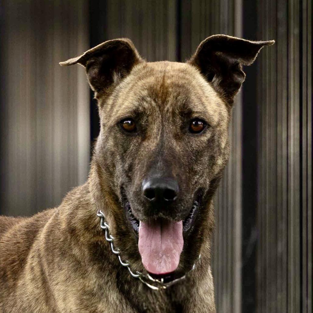 Enlarge Nutmeg - ECAS, a Adoptable mixed breed in Pleasanton, CA image 4/6