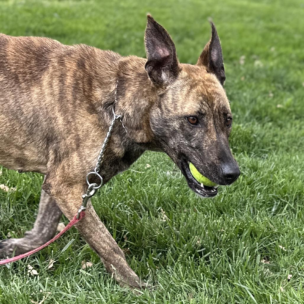 Enlarge Nutmeg - ECAS, a Adoptable mixed breed in Pleasanton, CA image 4/6