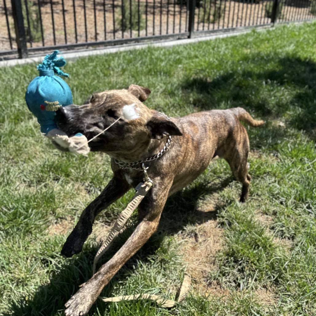 Nutmeg - ECAS, a Adoptable mixed breed in Pleasanton, CA image 5/6