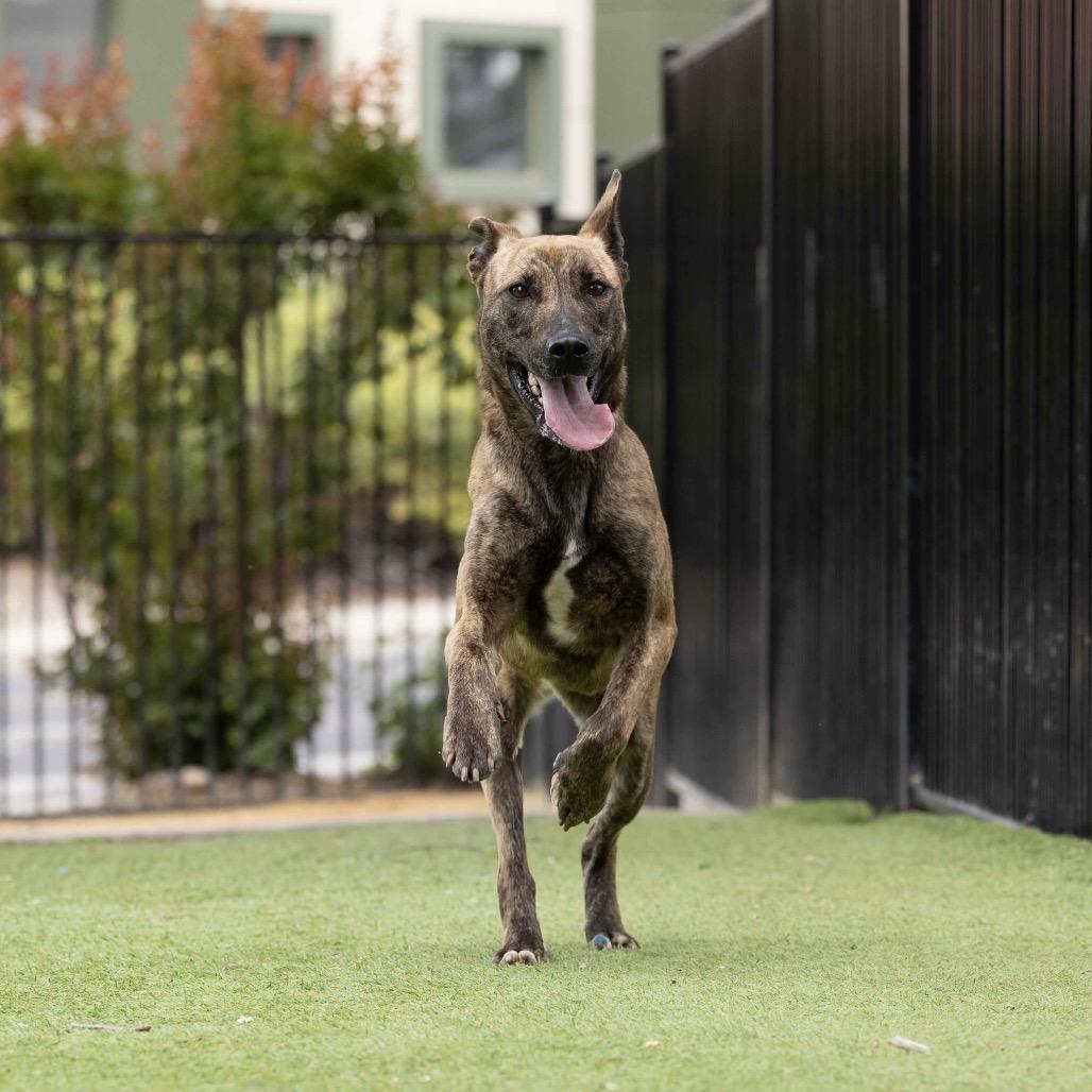 Enlarge Nutmeg - ECAS, a Adoptable mixed breed in Pleasanton, CA image 5/6