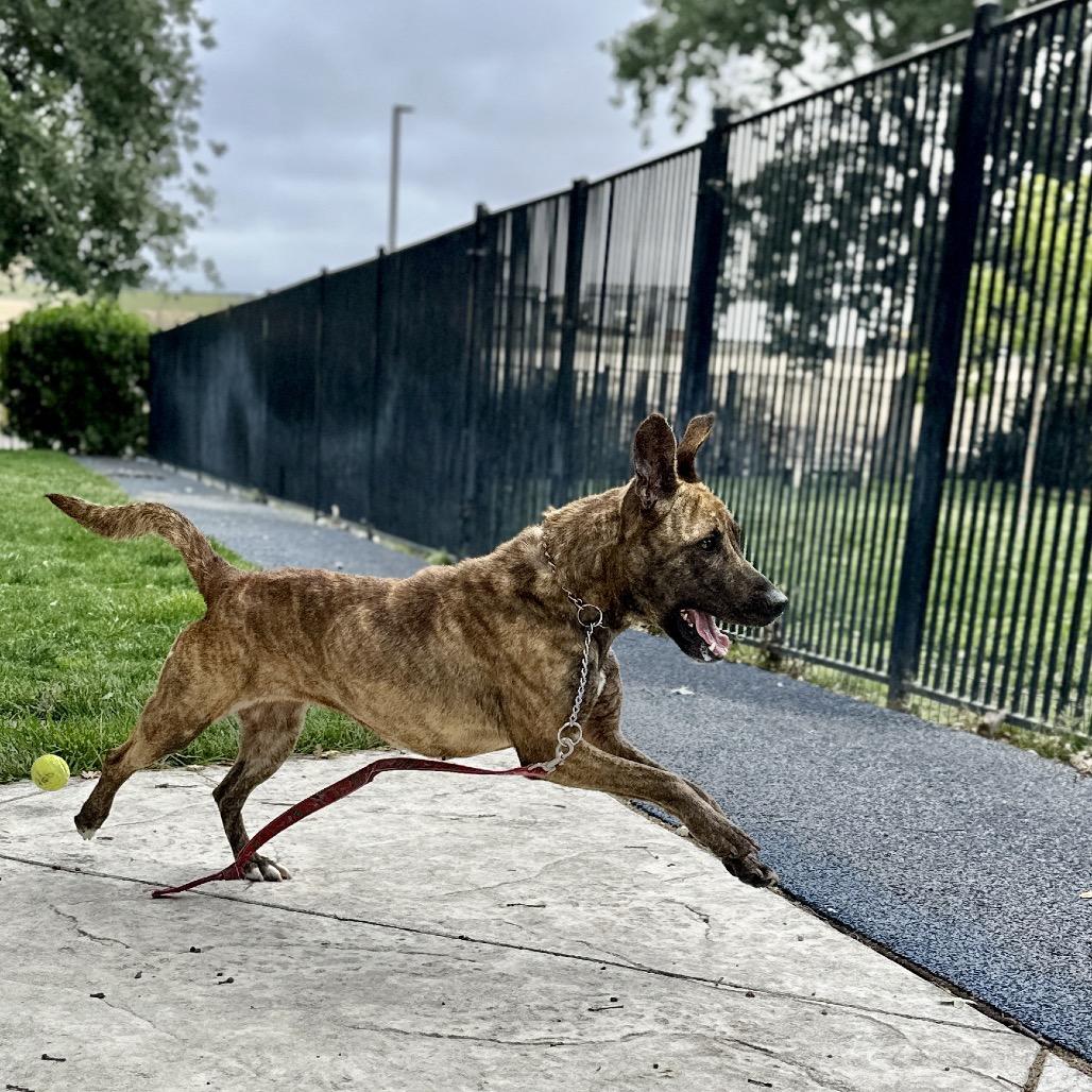 Enlarge Nutmeg - ECAS, a Adoptable mixed breed in Pleasanton, CA image 6/6