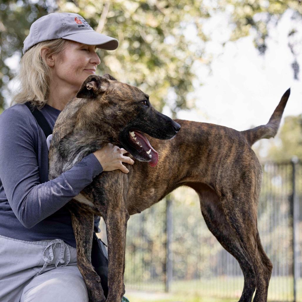 Enlarge Nutmeg - ECAS, a Adoptable mixed breed in Pleasanton, CA image 5/6