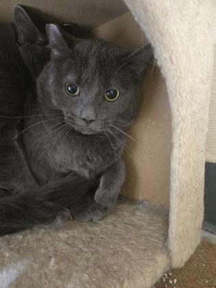 Kael -Barn Cat OF125, Adoptable, Adult Male Domestic Short Hair & Domestic Short Hair.
