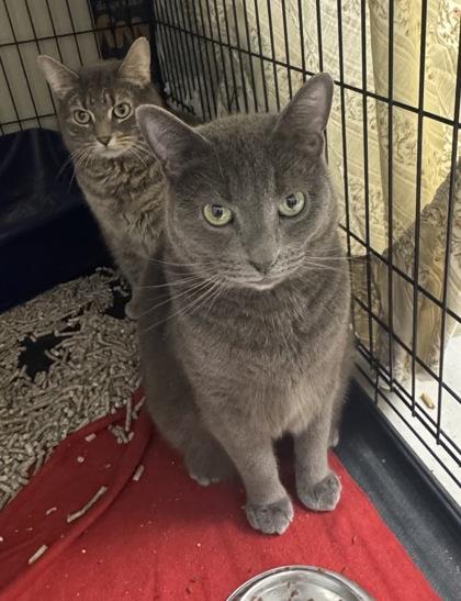 Enlarge Kael -Barn Cat OF125, a Adoptable Domestic Short Hair in Clarks Summit, PA image 2/2