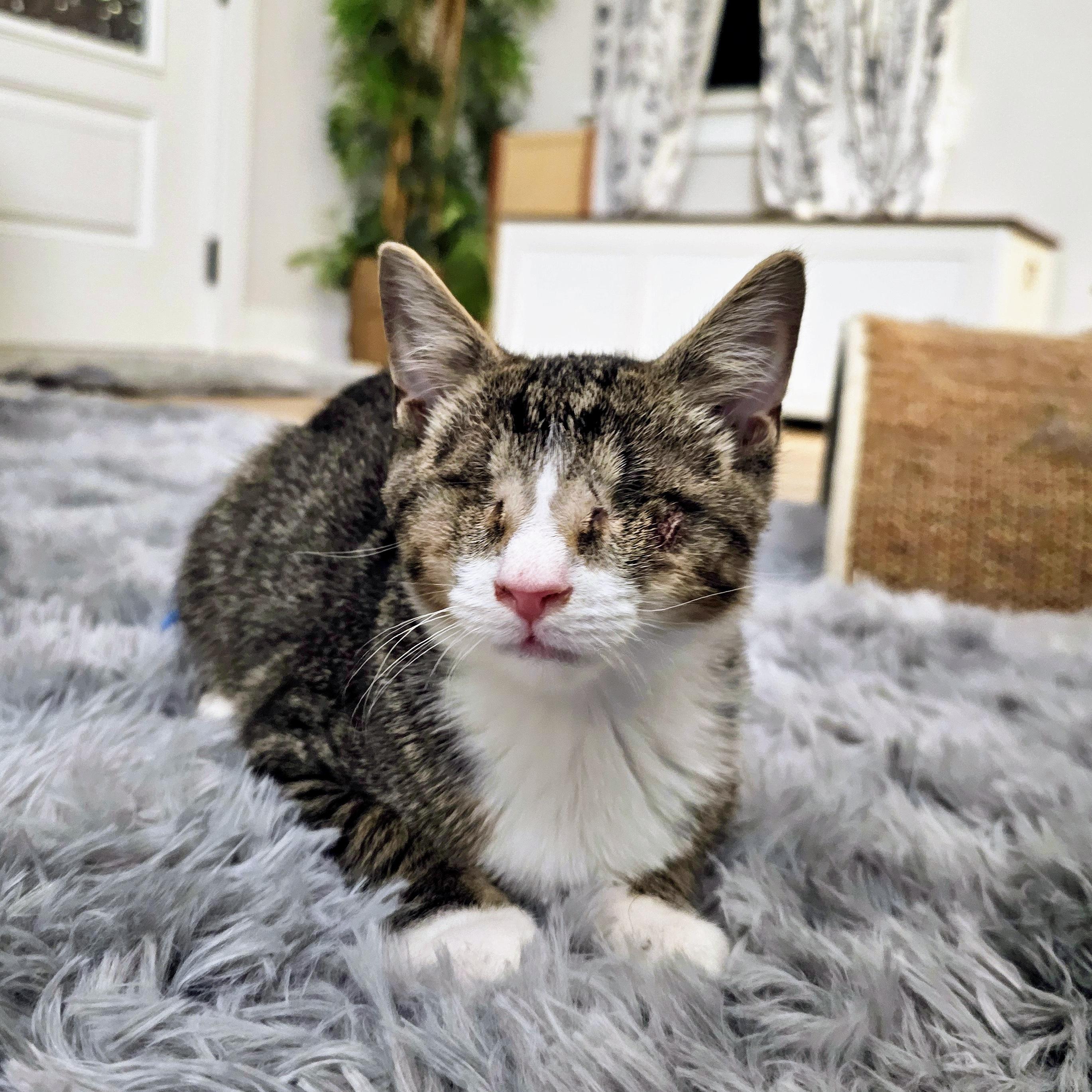 Enlarge Bulder, a Adopted Domestic Short Hair in Apex, NC image 5/5