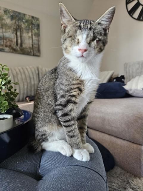 Enlarge Bulder, a Adopted Domestic Short Hair in Apex, NC image 3/5