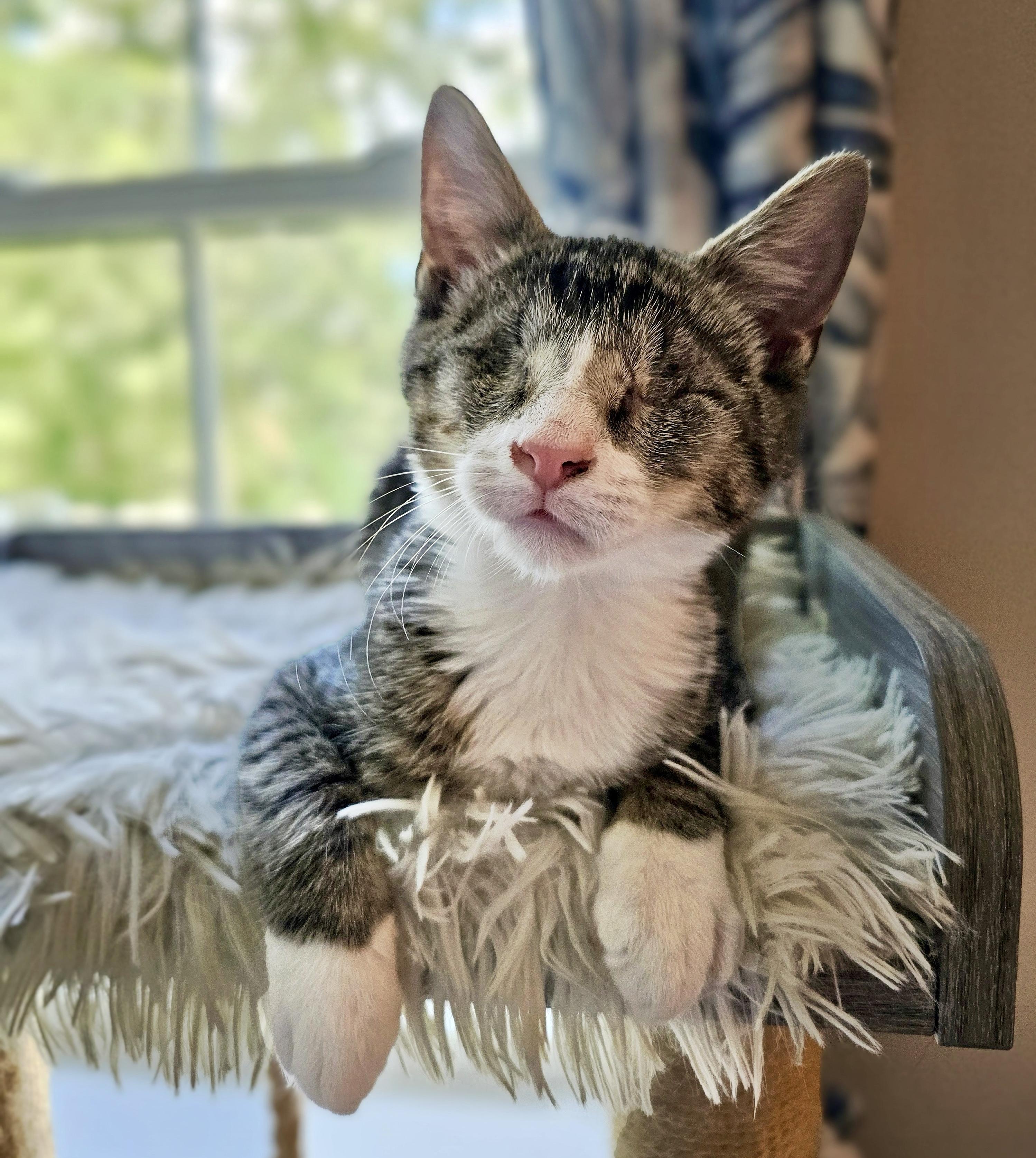 Enlarge Bulder, a Adopted Domestic Short Hair in Apex, NC image 2/5