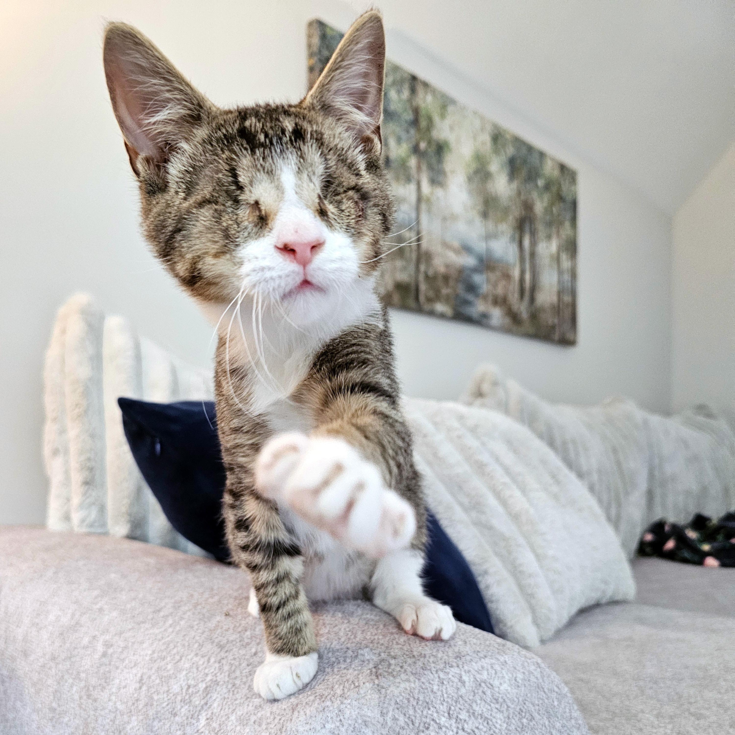 Bulder, Adopted, Kitten Male Domestic Short Hair.