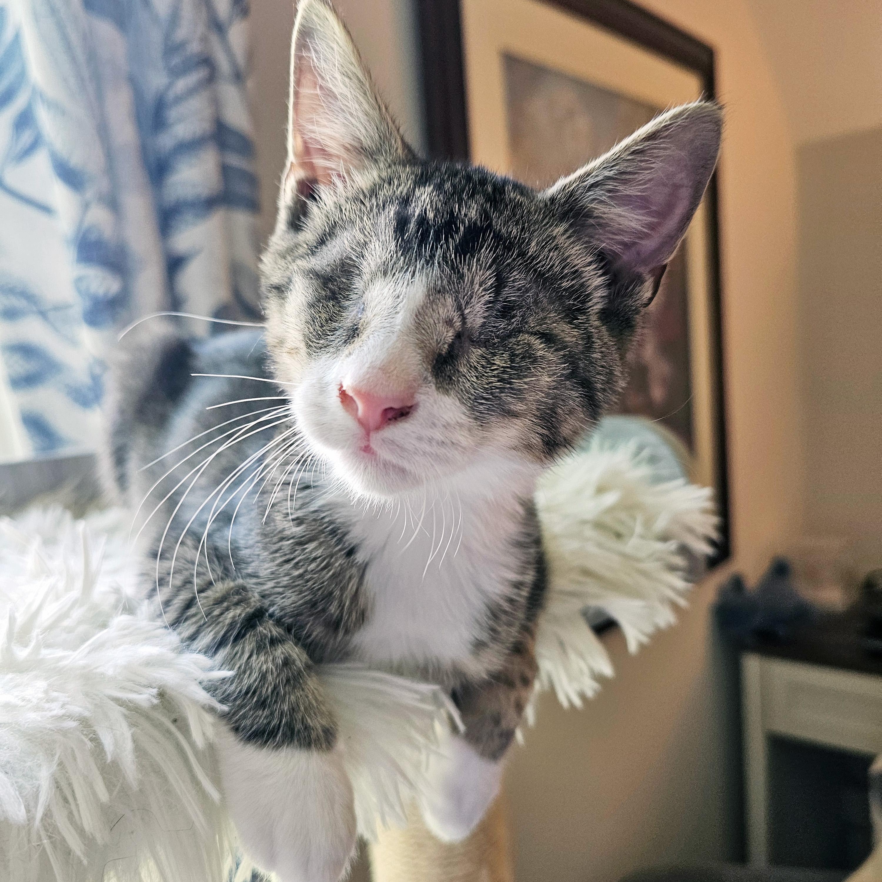 Enlarge Bulder, a Adopted Domestic Short Hair in Apex, NC image 4/5
