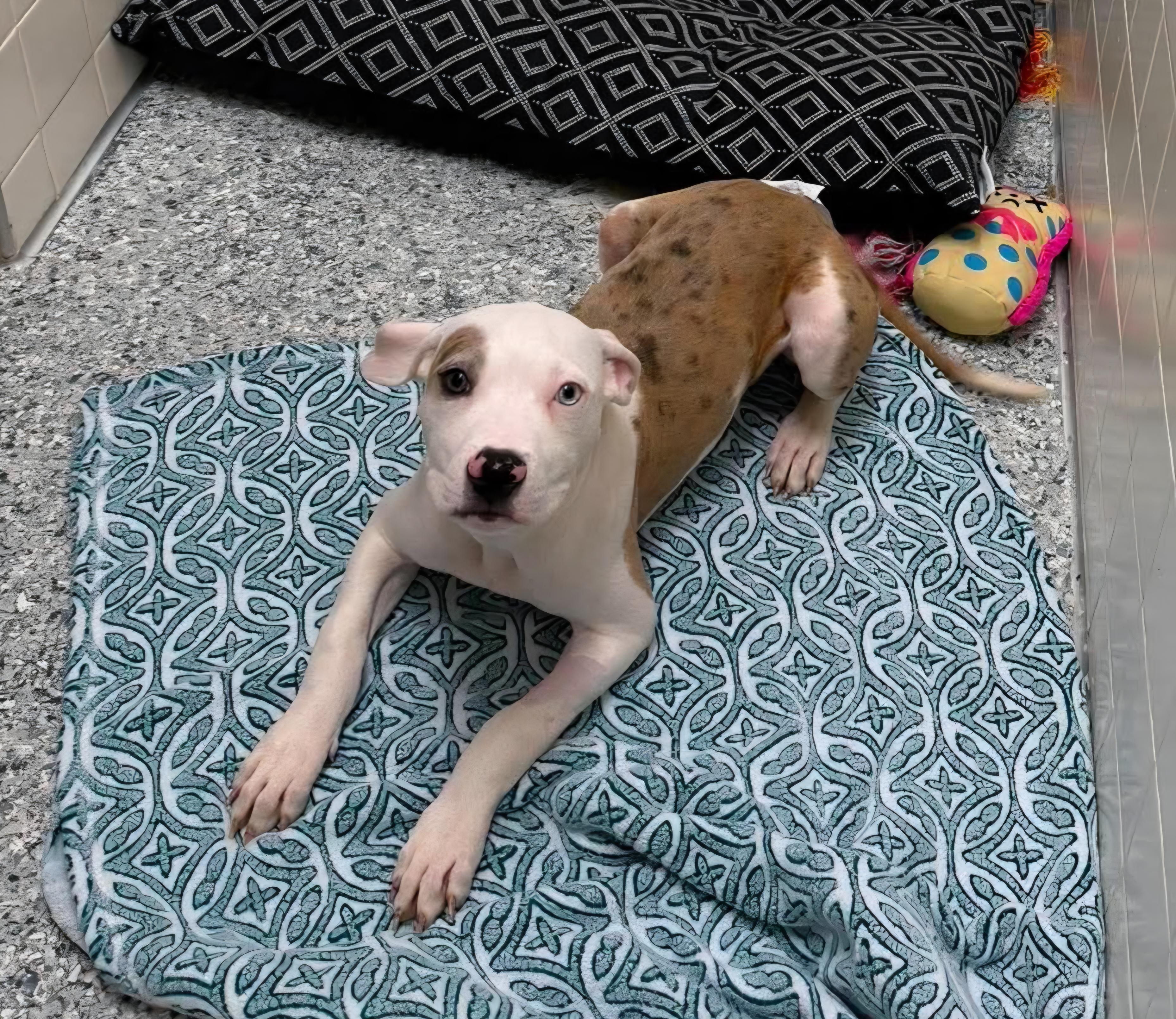 Meryl, adopted, Puppy Female Pit Bull Terrier.