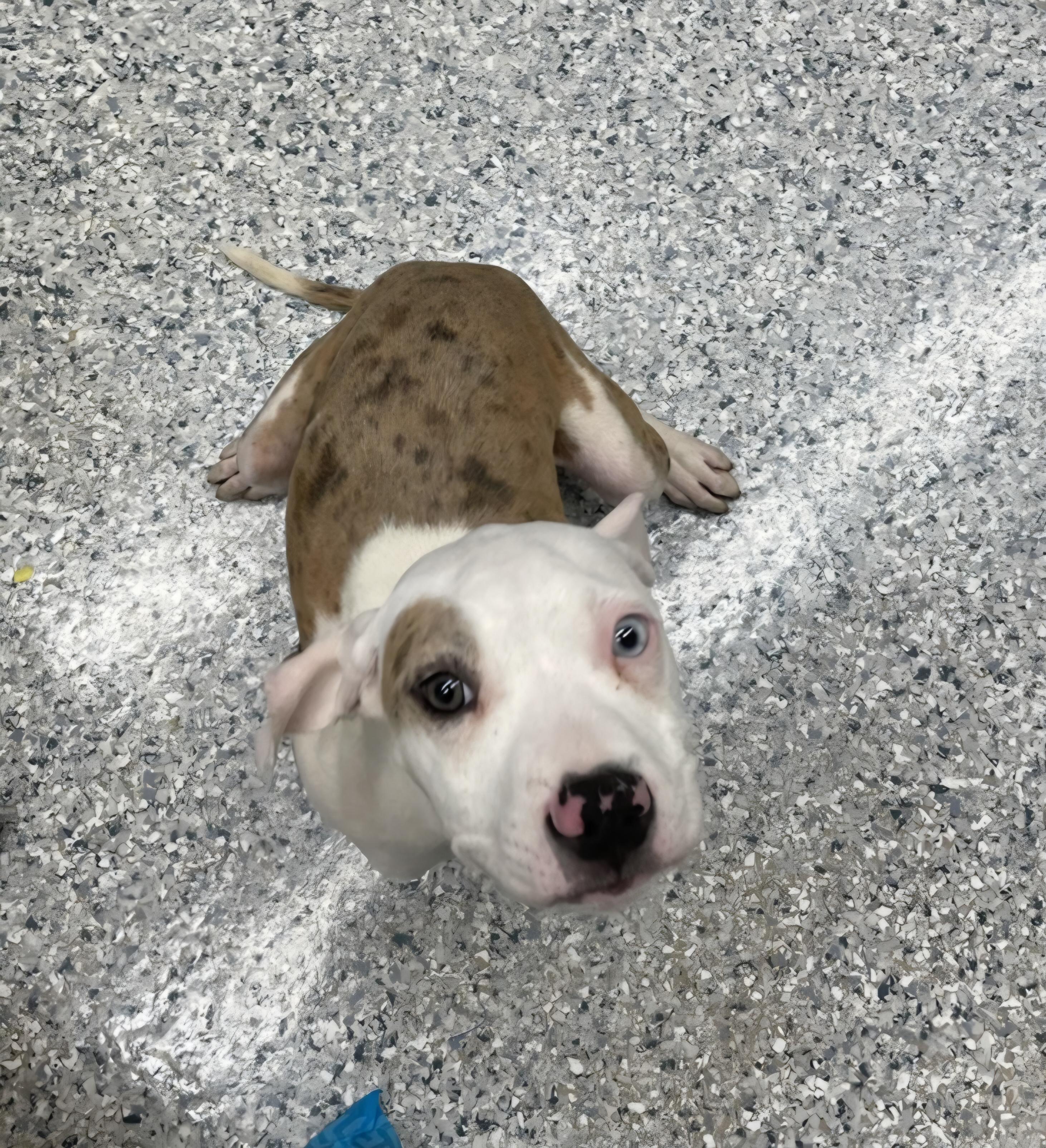 Meryl, an adopted Pit Bull Terrier in Washington, MI image 2/3