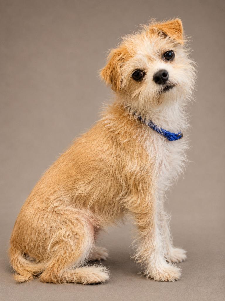 Enlarge Snitch, a Adopted Terrier in Crossville, TN image 1/1