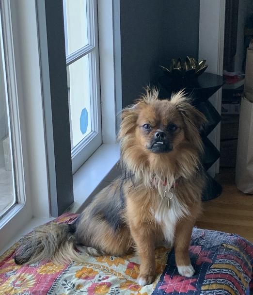 Bridgette, adopted, Young Female Pekingese.