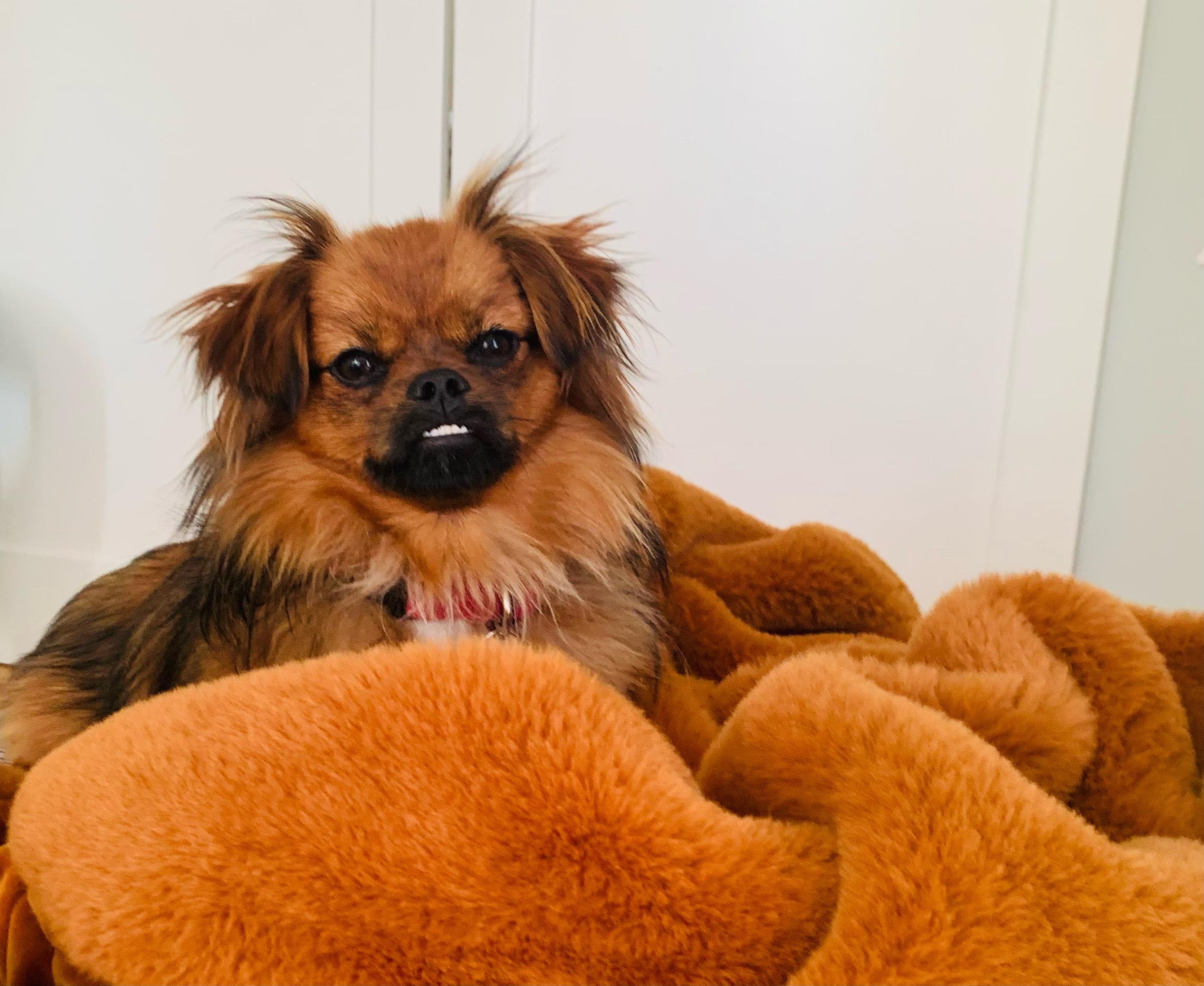 Bridgette, an adopted mixed breed in Emeryville, CA image 6/6