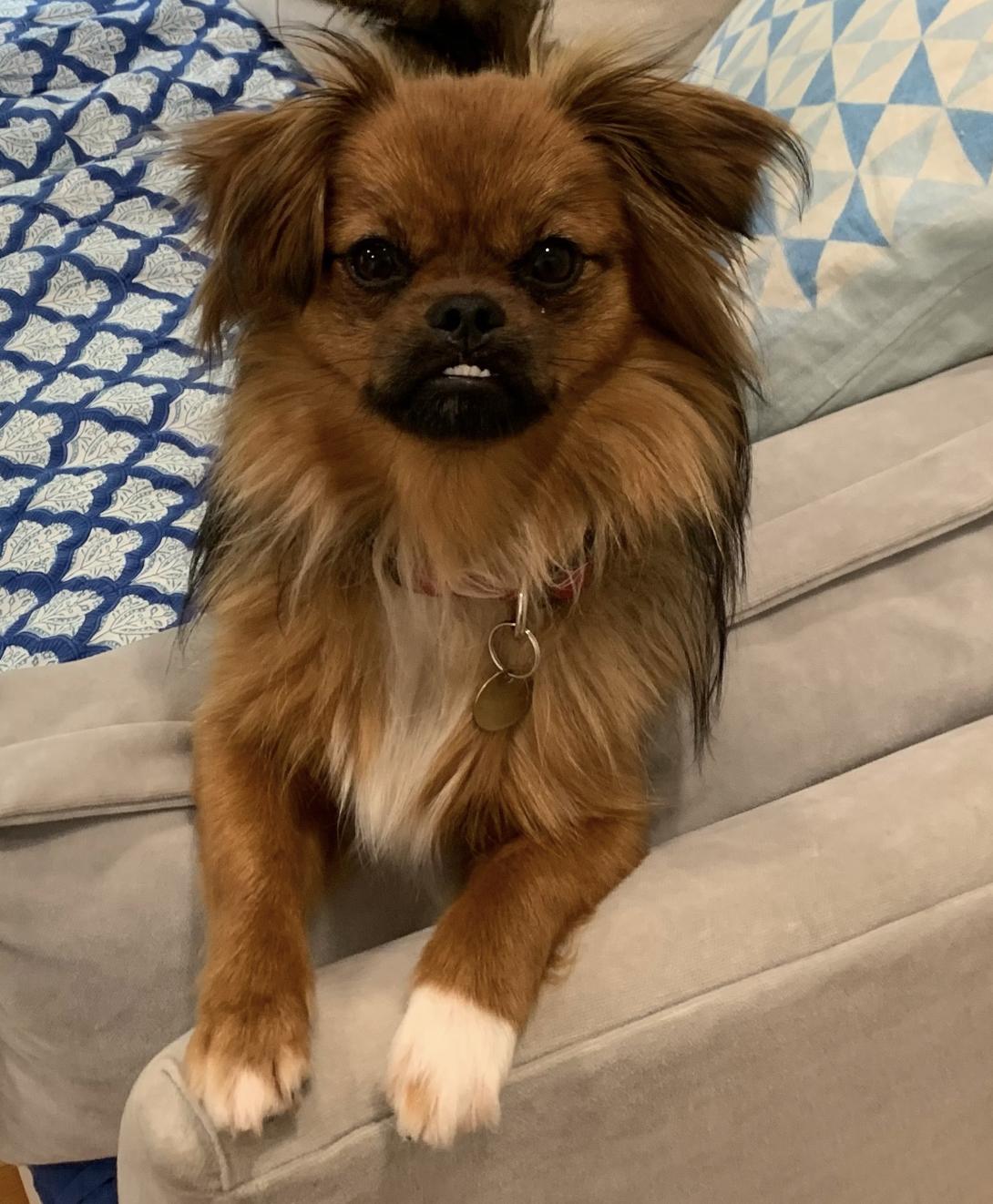 Bridgette, an adopted mixed breed in Emeryville, CA image 2/6