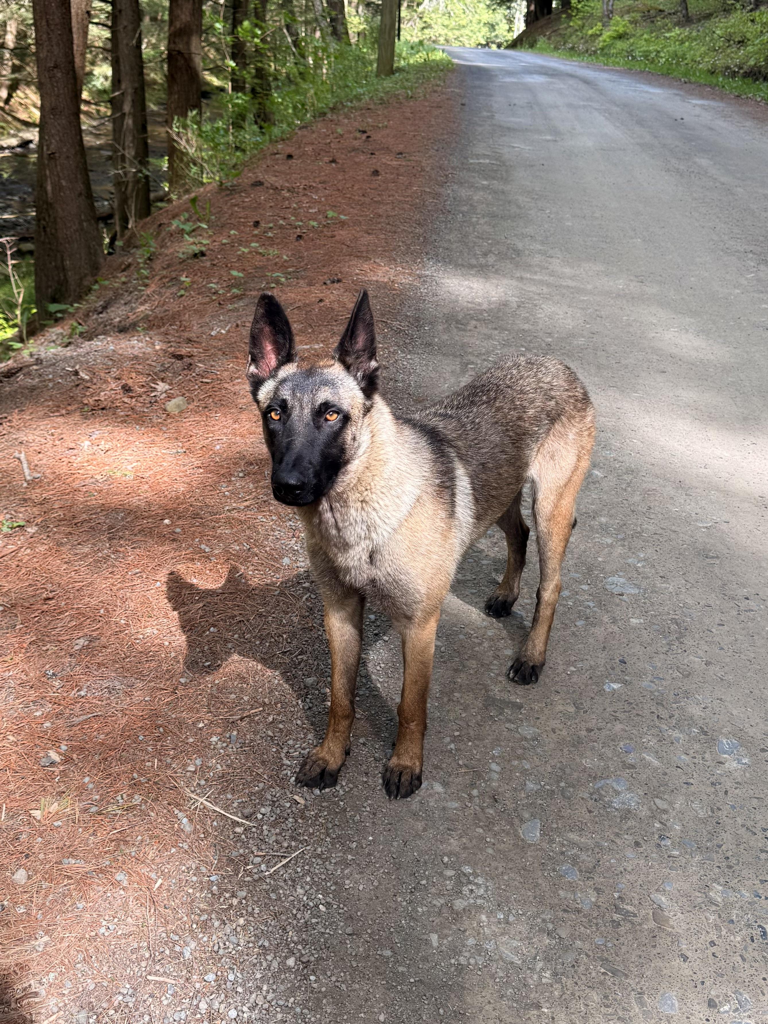 Zeyphiri, a ADOPTABLE Belgian Shepherd / Malinois in Milford, NY image 3/5