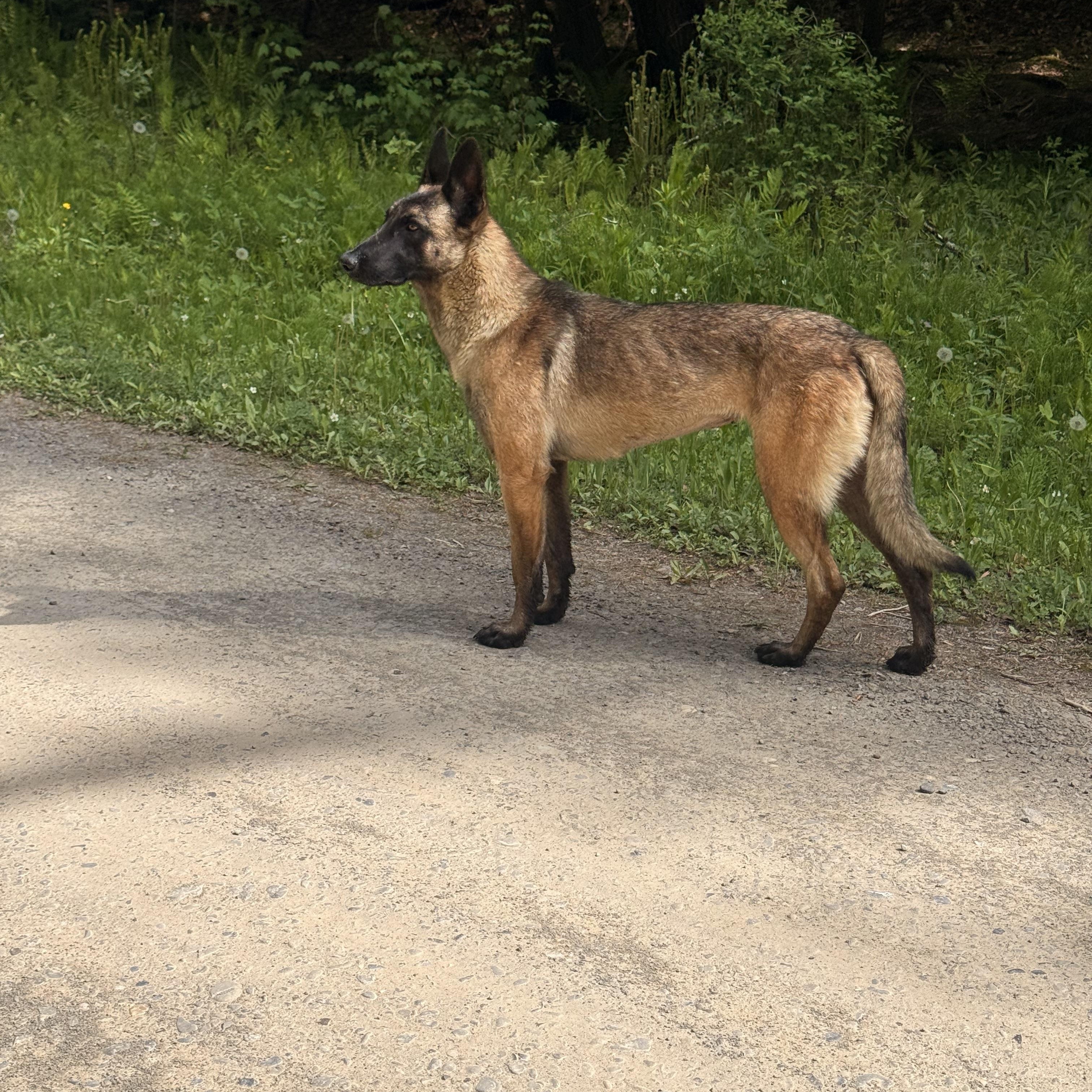 Zeyphiri, a ADOPTABLE Belgian Shepherd / Malinois in Milford, NY image 2/5