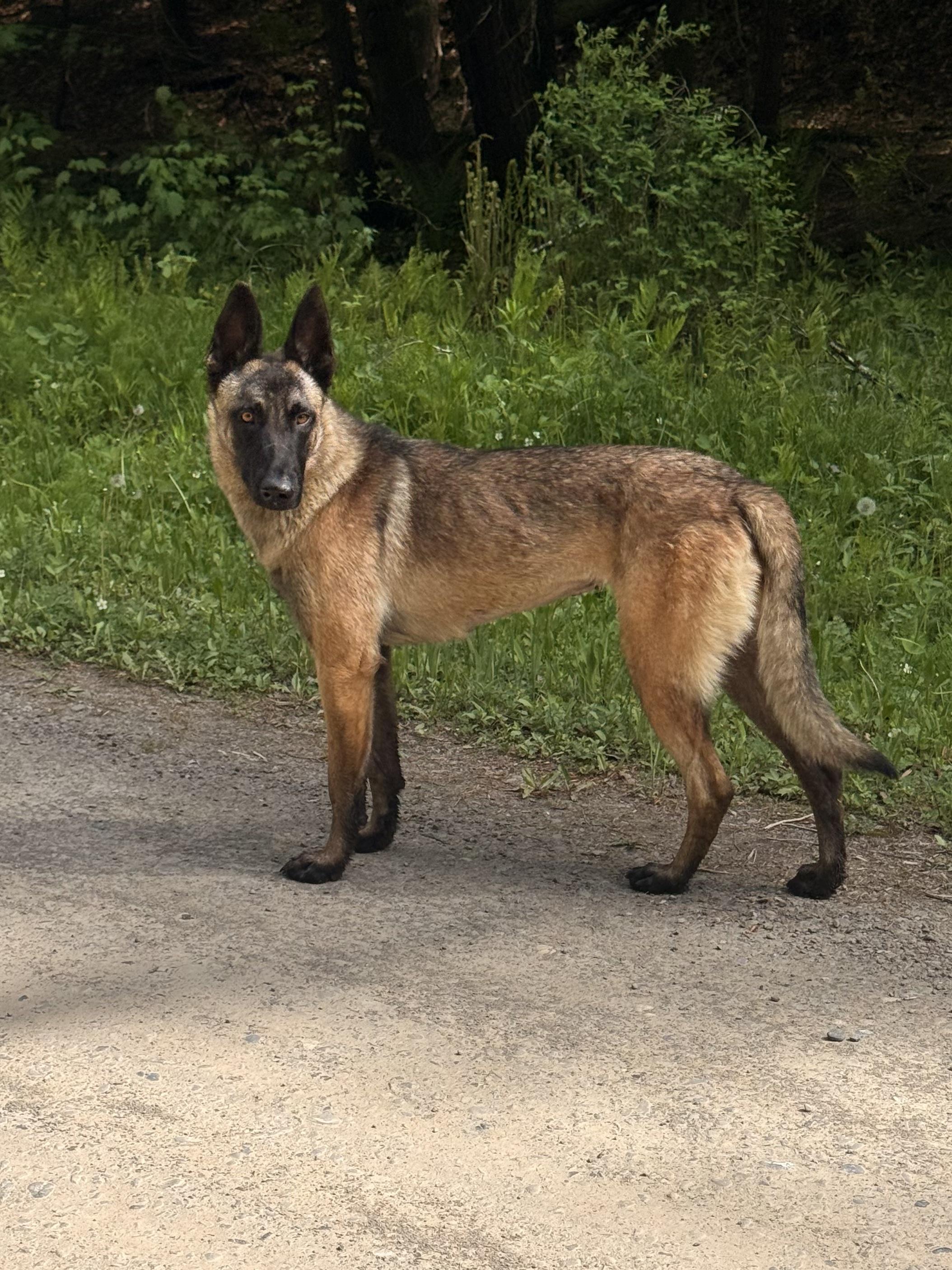 Zeyphiri, a ADOPTABLE Belgian Shepherd / Malinois in Milford, NY image 1/5