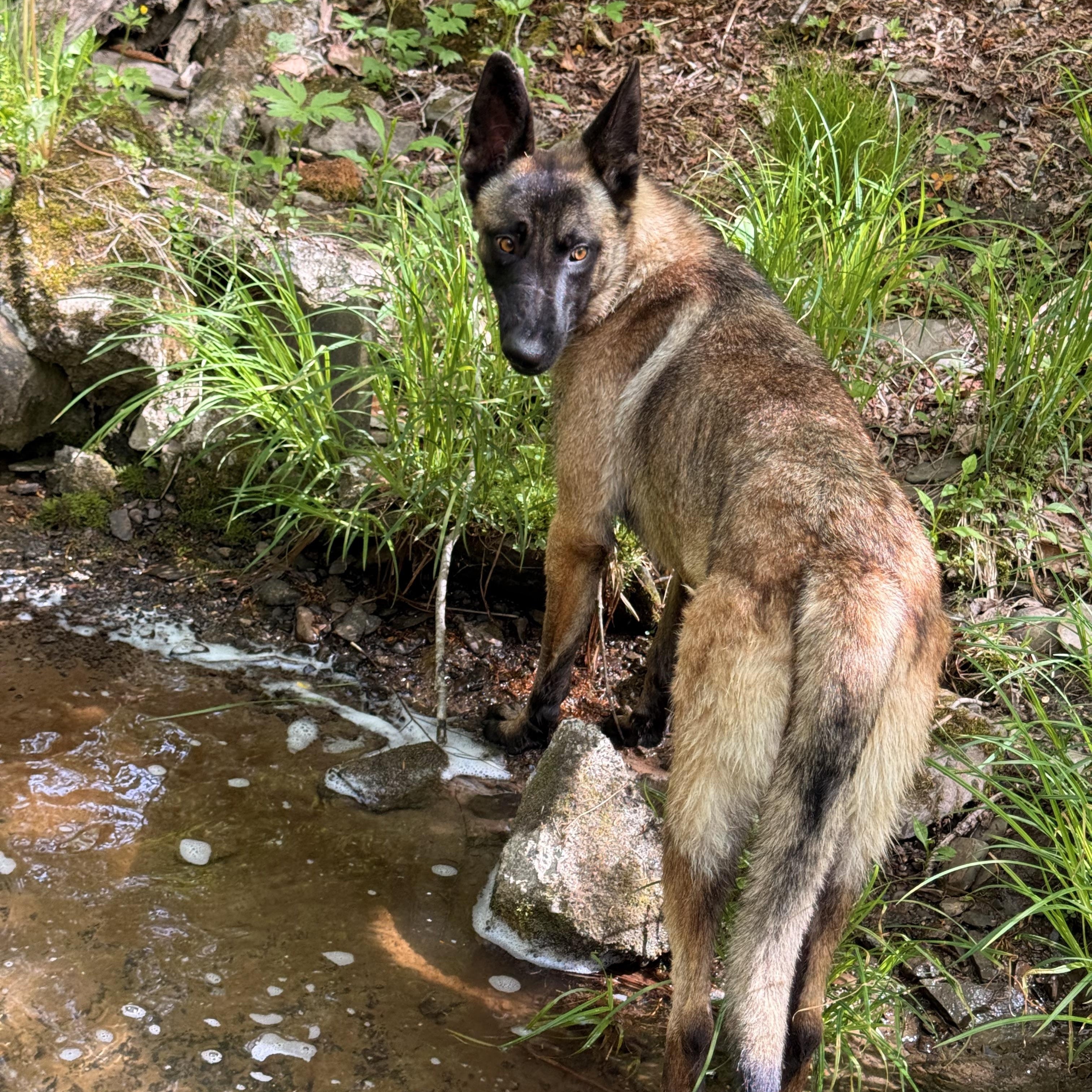 Zeyphiri, a ADOPTABLE Belgian Shepherd / Malinois in Milford, NY image 5/5