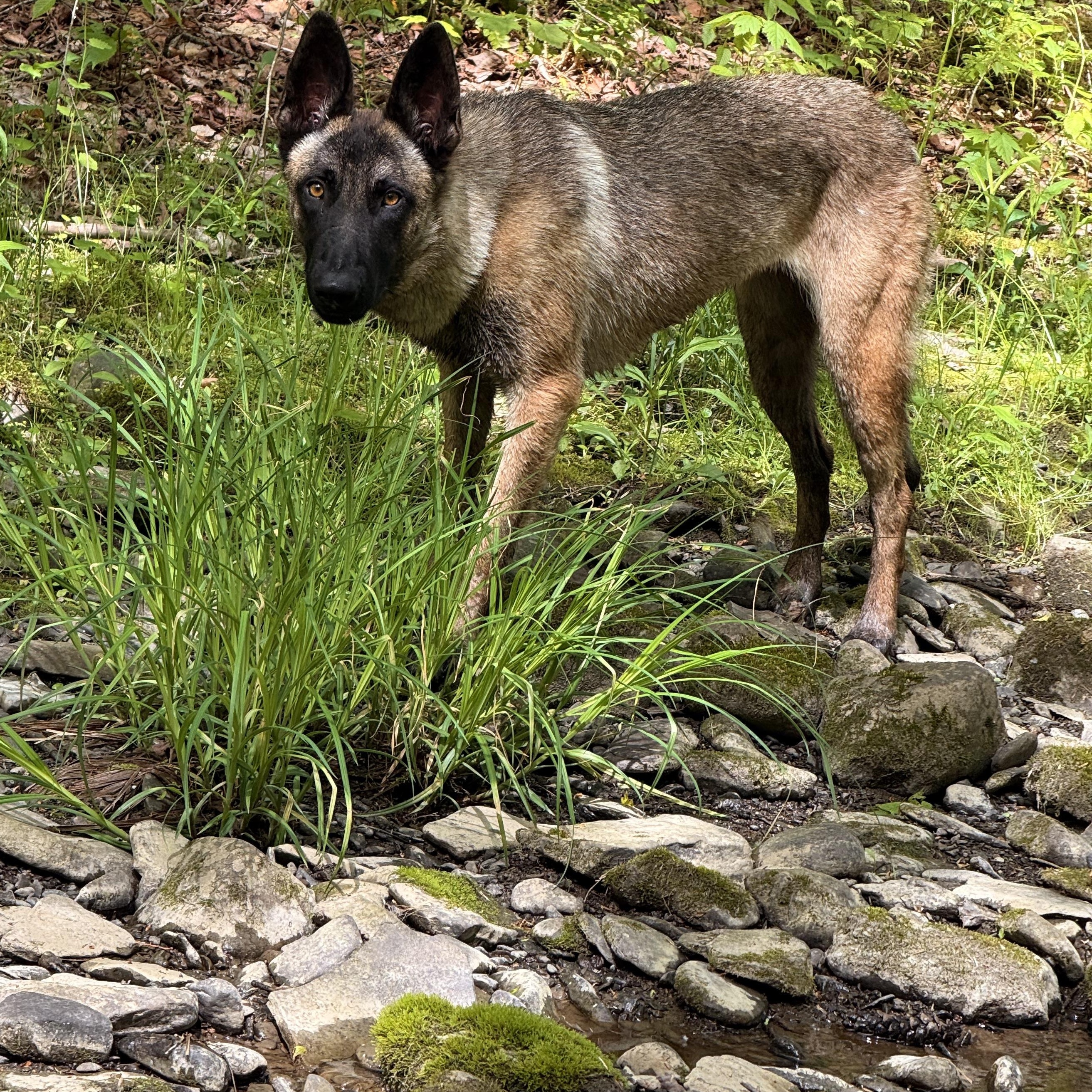 Zeyphiri, a ADOPTABLE Belgian Shepherd / Malinois in Milford, NY image 4/5