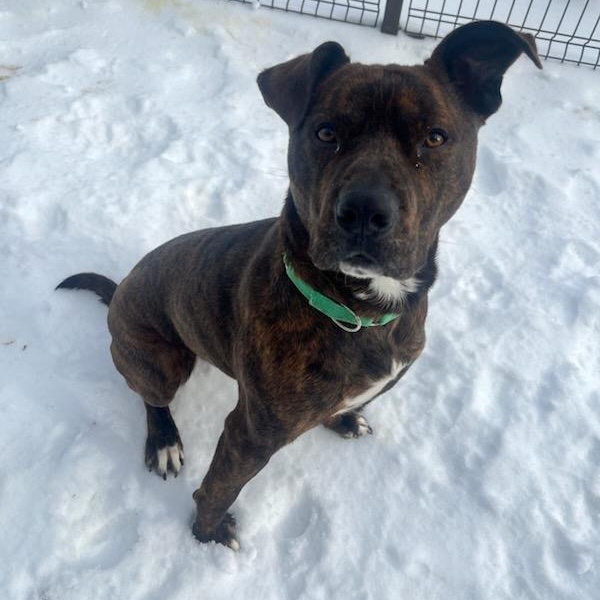 Armie (ID 48453/4377), adoptable, Adult Male Pit Bull Terrier.