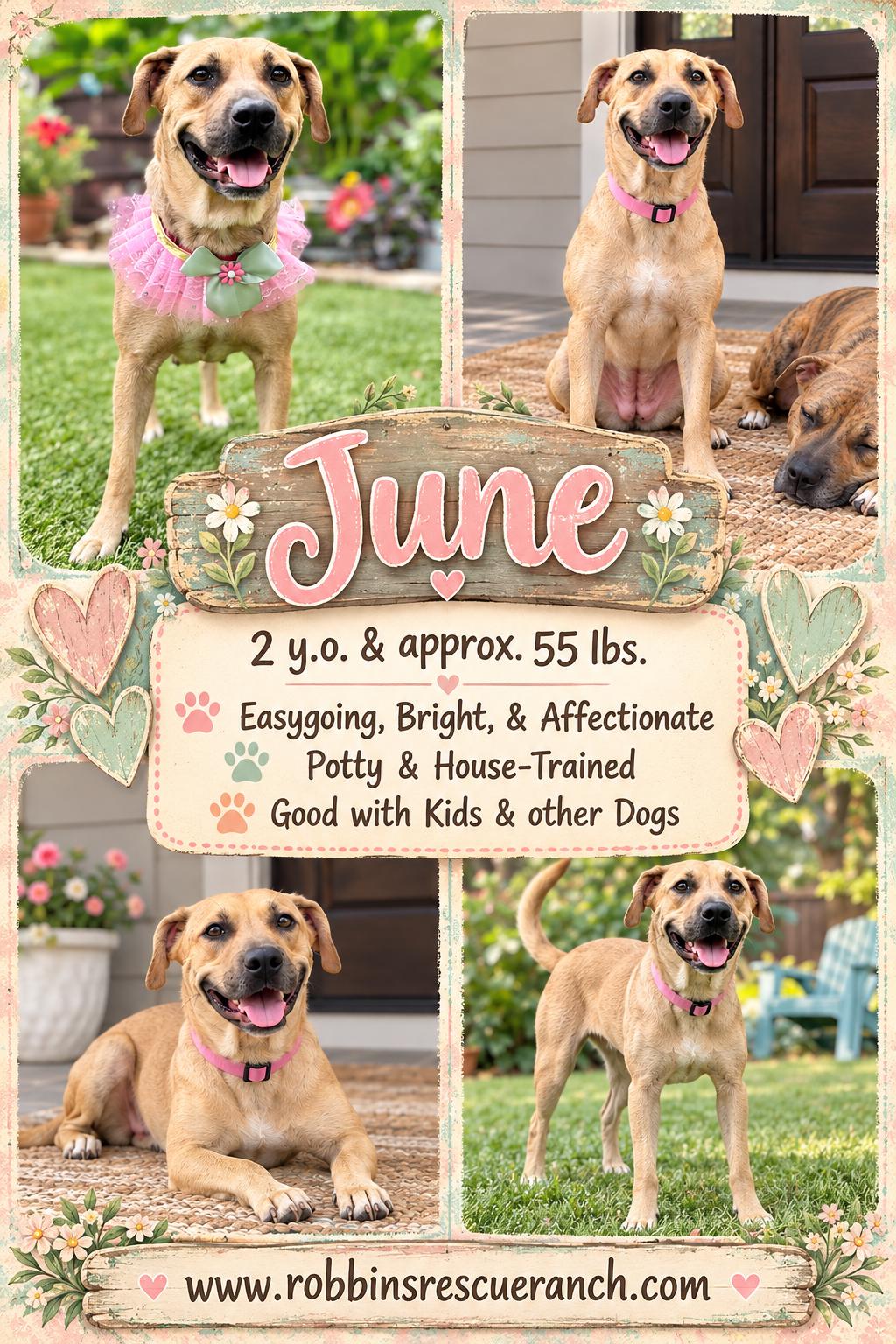 June, Adoptable, Adult Female Labrador Retriever.