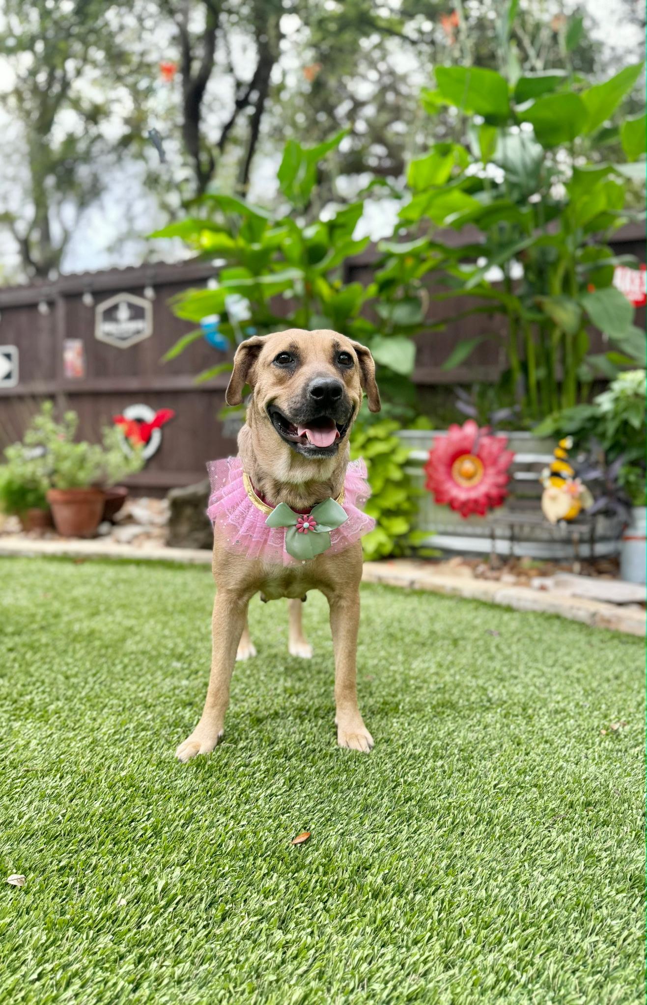Enlarge June, a Adoptable mixed breed in West Islip, NY image 2/4