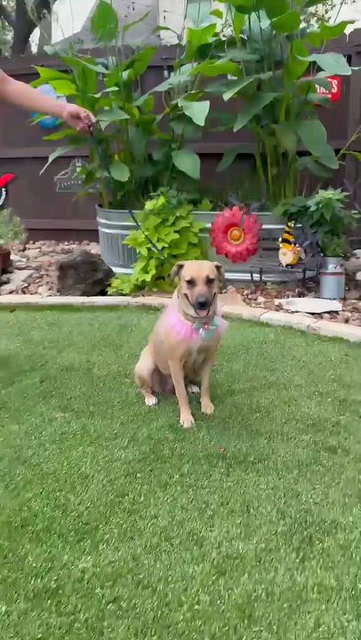 Enlarge June, a Adoptable mixed breed in West Islip, NY video 4/4