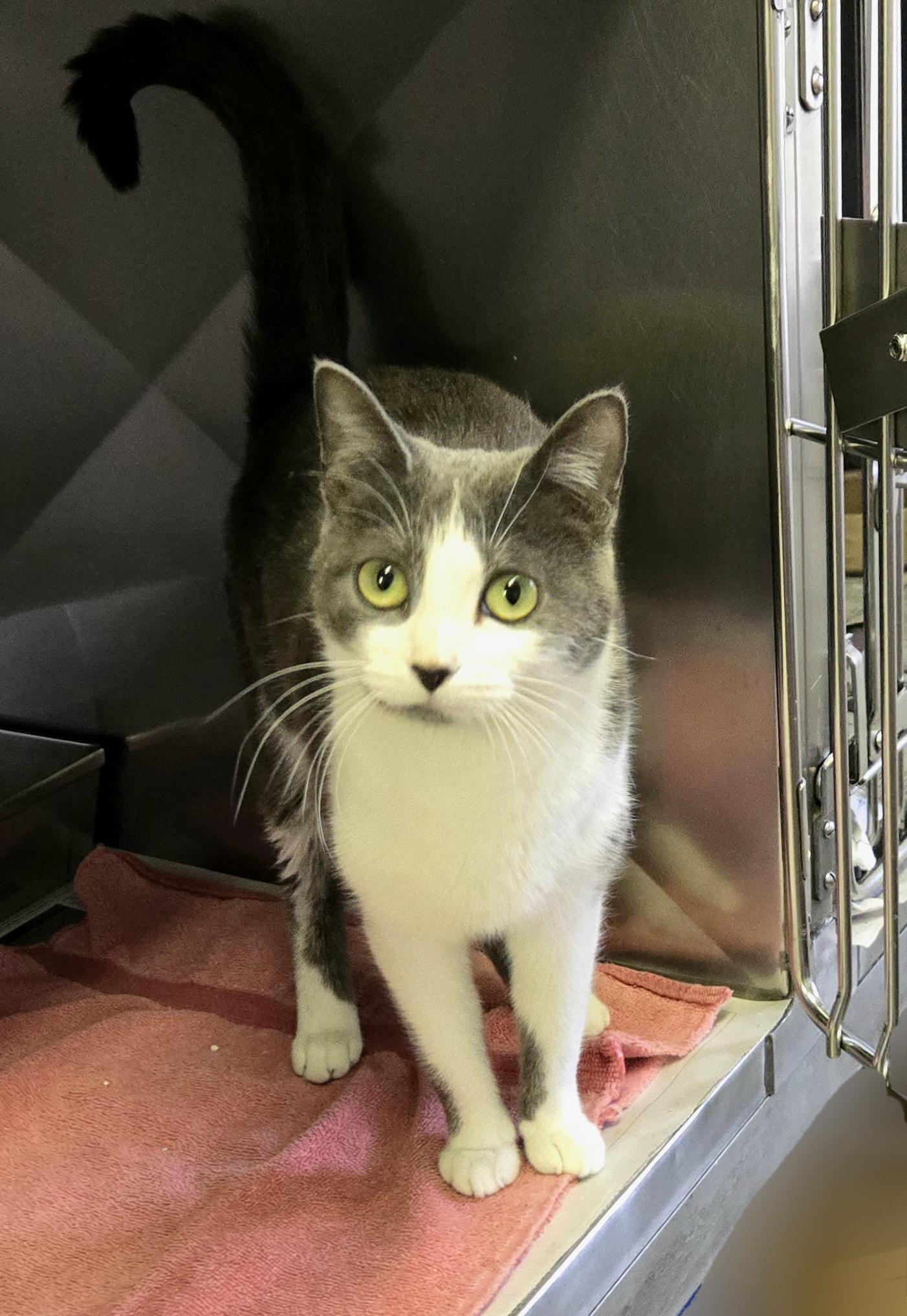 Enlarge Seraphina, a ADOPTABLE Domestic Short Hair in Arlington Heights, IL image 2/6