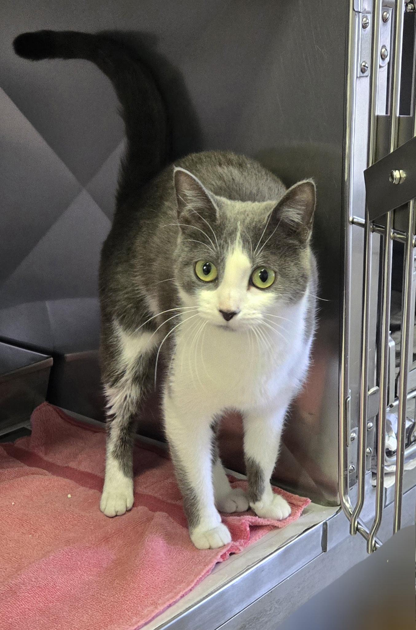 Enlarge Seraphina, a ADOPTABLE Domestic Short Hair in Arlington Heights, IL image 6/6