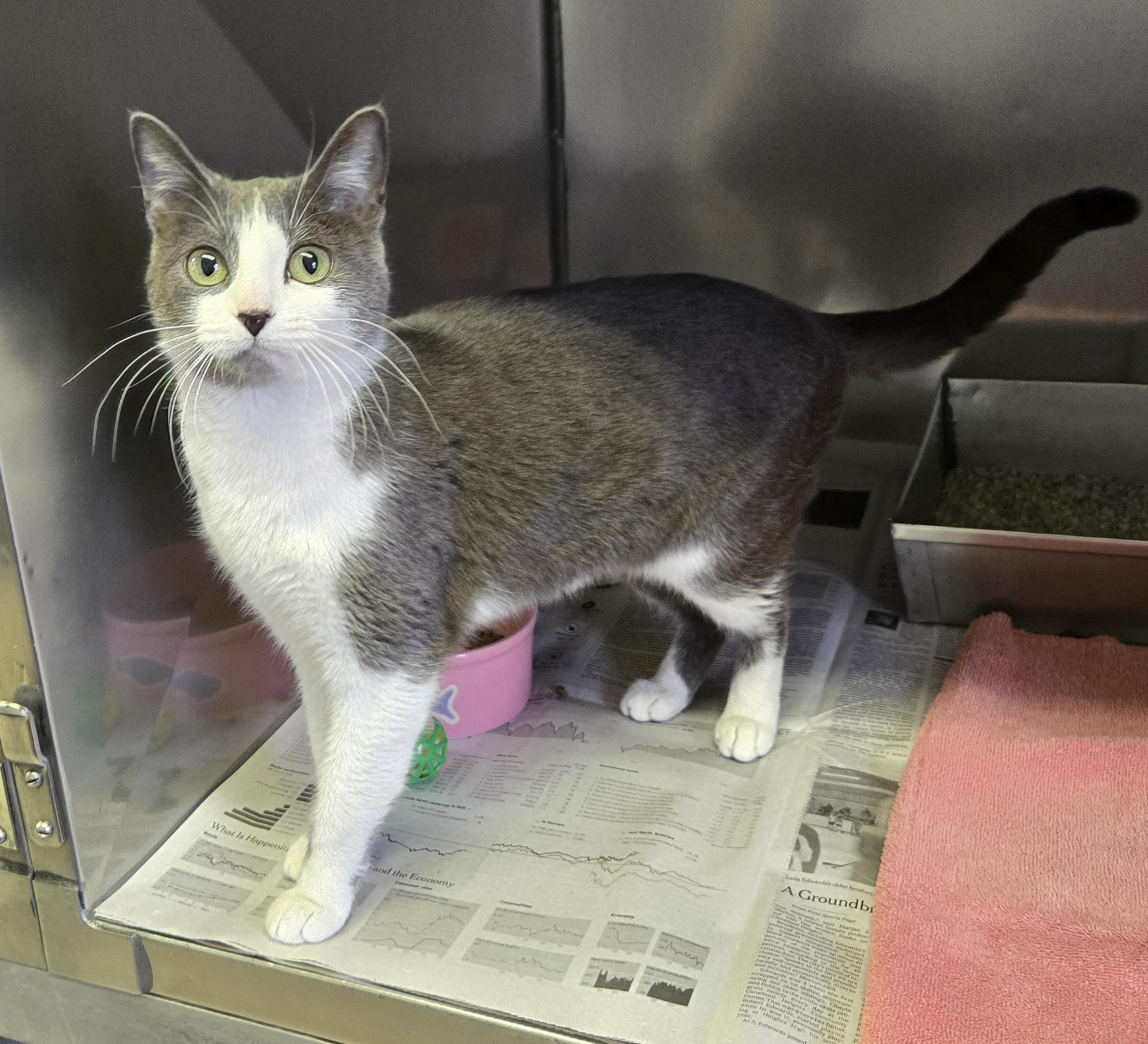 Enlarge Seraphina, a ADOPTABLE Domestic Short Hair in Arlington Heights, IL image 5/6