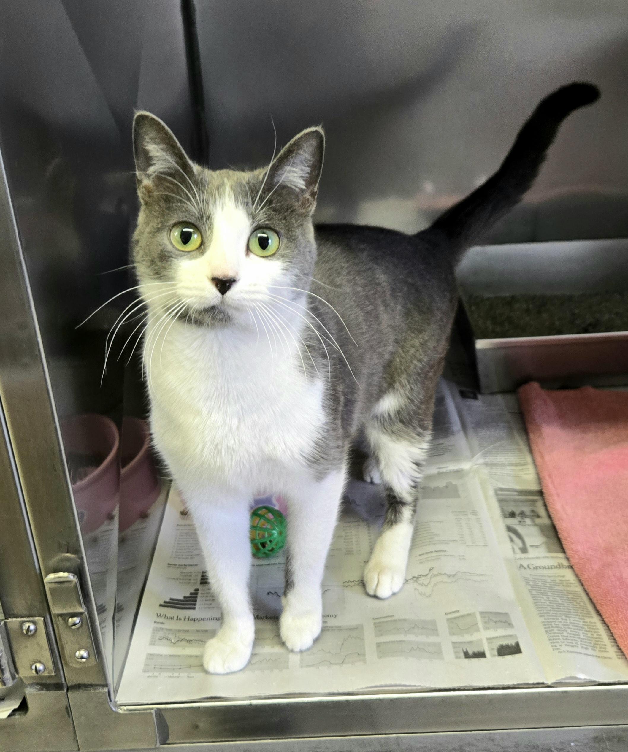 Enlarge Seraphina, a ADOPTABLE Domestic Short Hair in Arlington Heights, IL image 1/6