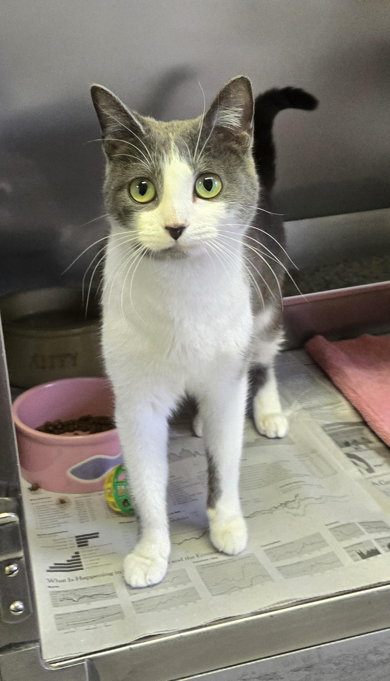 Enlarge Seraphina, a ADOPTABLE Domestic Short Hair in Arlington Heights, IL image 4/6