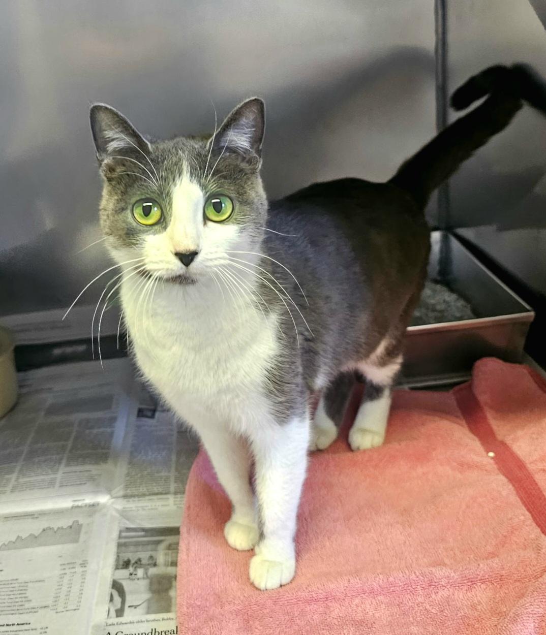 Enlarge Seraphina, a ADOPTABLE Domestic Short Hair in Arlington Heights, IL image 3/6