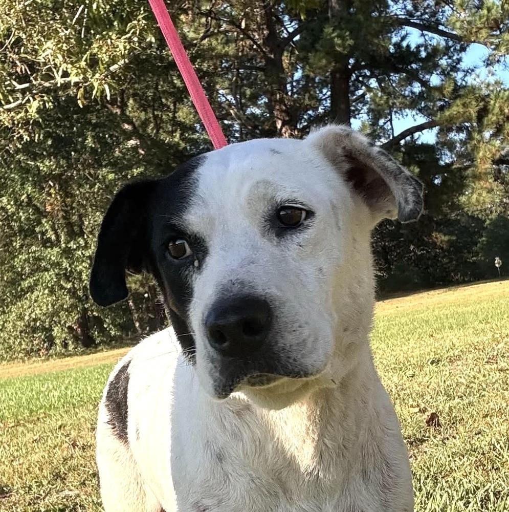 Annie, Adoptable, Adult Female Hound.