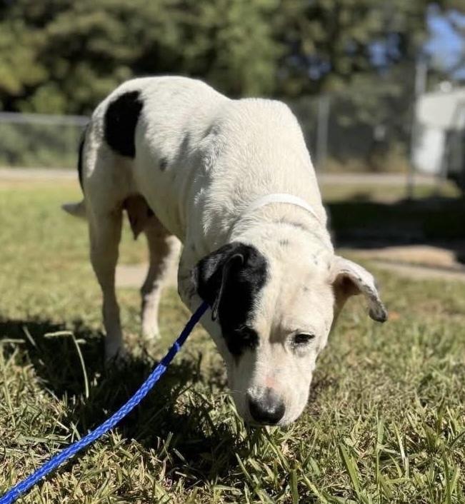 Enlarge Annie, a Adoptable mixed breed in Syracuse, NY image 2/6