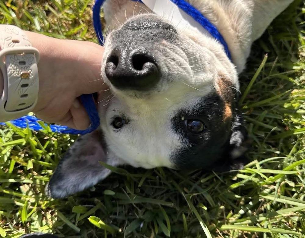 Enlarge Annie, a Adoptable mixed breed in Syracuse, NY image 3/6